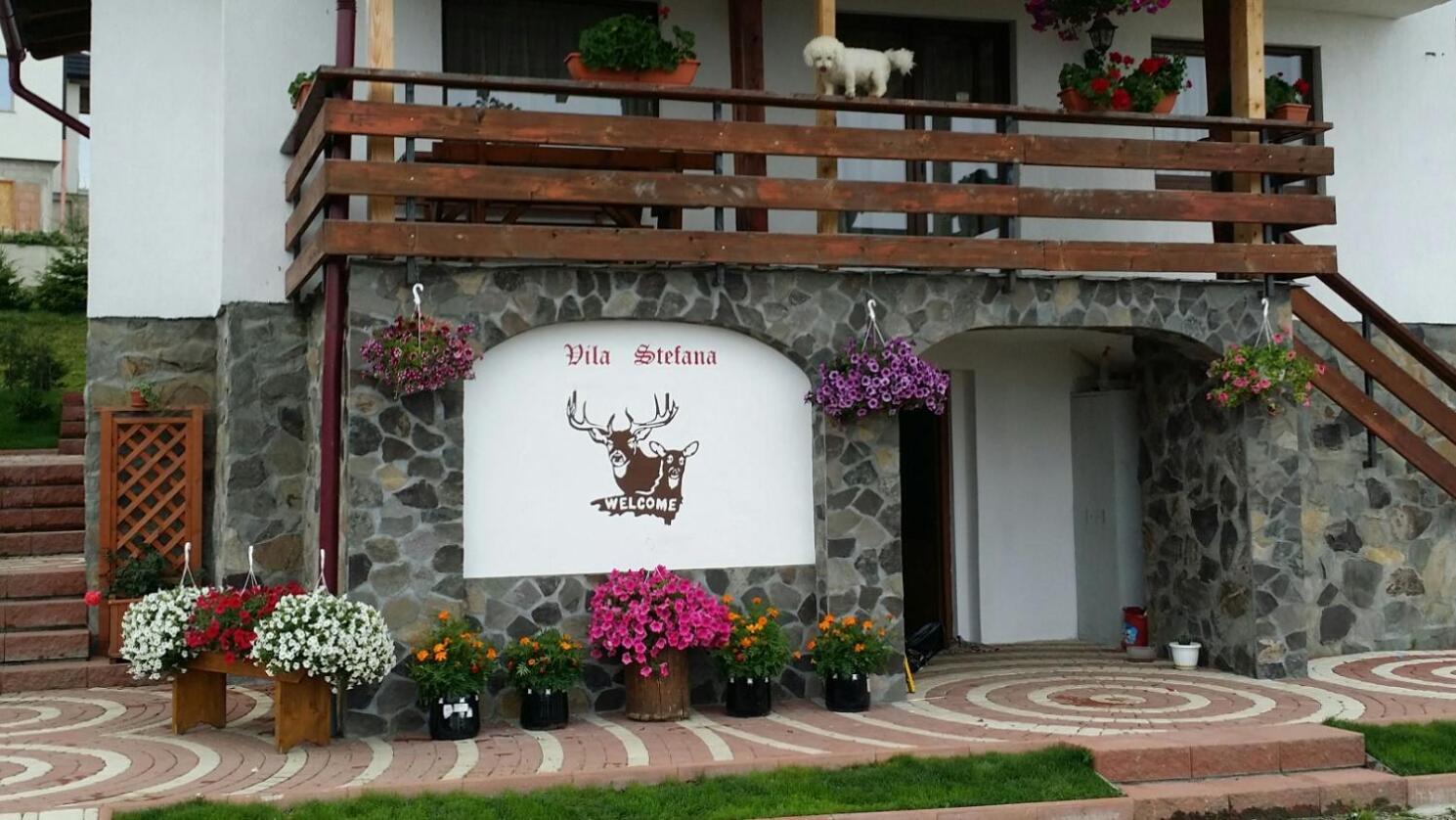 Vila Stefana Păltiniş Exteriér fotografie